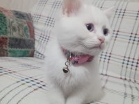 2 Aylık Erkek British Shorthair