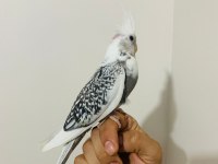 40 Günlük Sultan Papağanı Yavruları