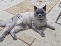 Kedimize yeni evini ve sahibini arıyorum