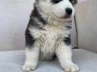 Irk Garantili Husky Yavrularımız