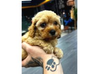 Teacup mikro boy maltipoo bebekler