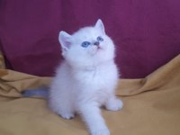 British ve scottish kediler