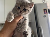 Minnak Sevecen Ve Oyuncu British Shorthair