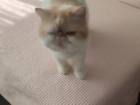 4 Yaşında 3 Doğum Yapmış Exotic Shorthair Sıfır Burun Kısır Değil