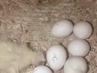 Çift Sultan Papağanı