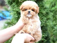 Maltipoo cinsi bebeklerim korean