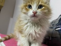 4 Aylık Kedim Satılıktır