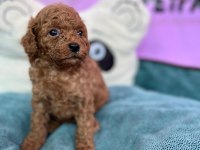 Red Brown Toy Poodle Bebekler