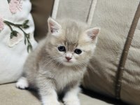 Yavru Kedimize Yuva Arıyoruz