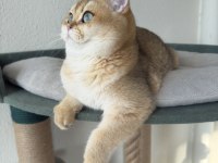 Pet Şecereli Safkan British Shorthair Bebekler