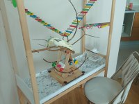 6-7 Aylık Evcil Erkek Sultan Papağanı Ve El Yapımı Kafes