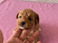 Maltipoo Bebek Köpekler