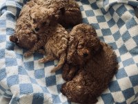 2 Aylık Red Poodle Bebeklerimiz Yeni Yuvalarını Arıyor