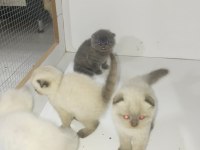 40 Günlük Scottish Fold Yavrular