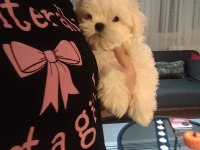 Fci şecere belgeli maltese erkek