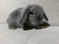 Hollanda mini ve cüce yavru tavşanlar her yere gönderilir