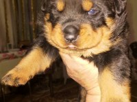 Koca Kafa Rottweiler Yavrular Xxl