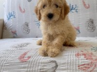 Ruhsatlı İşletmeden Toy Poodle