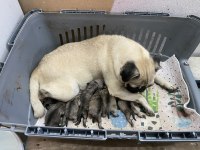 Pug Annelik Tecrübeli Dişi