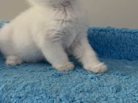 British Shorthair Golden Point Dişi & Erkek Yavrular