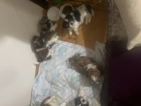 Shih tzu bebeklerim 4 erkek ve 1 dişi