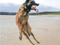 Belçika Kurdu Yavruları Sağlık Ve Irk Garantili