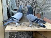 Tek, Toplu Veya Takım Güvercinler