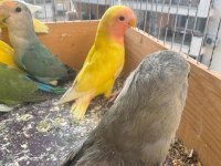 Sağlıklı Yavru Sevda Papağanlar