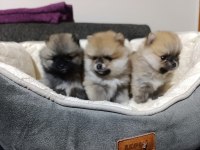 Şampiyon babadan erkek dişi pomeranian yavrular