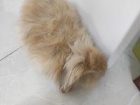 Teddy tavşan yavruları annesi ile birlikte verilebilir