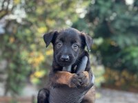 A+ Belçika Malinois Yavrular