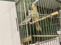 Takım Yumurtalı Sultan Papağanı