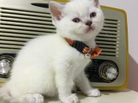 British Longhair Golden Ve Red Point Yavrularımız