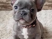 French Bulldog Yavrularım Yeni Sahiplerini Bekliyor