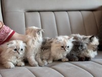 2 aylık yavru chinchilla melezi kedimiz