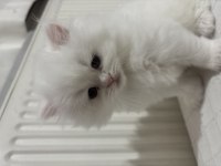 British Longhair Yavrusu