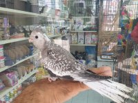 Wifi Pied Sultan Papağanı Tahminen Erkek