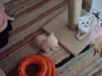 40 Günlük British Shorthair Yavruları Kar Beyaz Masmavi Gözler