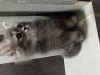 60 Günlük Sağlıklı Yavru Kediler