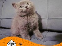 British shorthair kitten