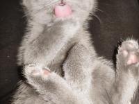 British Shorthair Kedisi