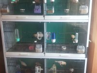 Üreticiden Al Mozaik Kanarya