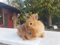 Orjinal cüce tavşan yavruları