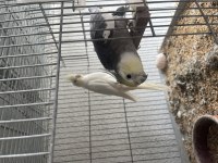 Toplu mutasyon sultan papağanı takımlar ve ekipmanlar