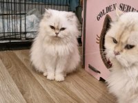 Ücretsiz sahiplendirme kediler