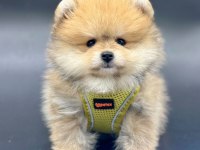 Safkan Pomeranian Boo Yavrularımız