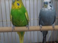 Çift mutasyon muhabbet kuşu