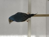 Golden Finch Parrot Kesik Boyun Üreticisi