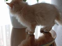 3.5 Aylık By12 British Longhair Dişi Kedimiz