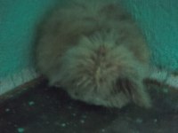 Hollanda Lop Tavşanlar